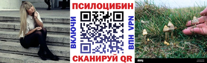 Купить где  Электрогорск  Псилоцибиновые грибы GOLDEN TEACHER 